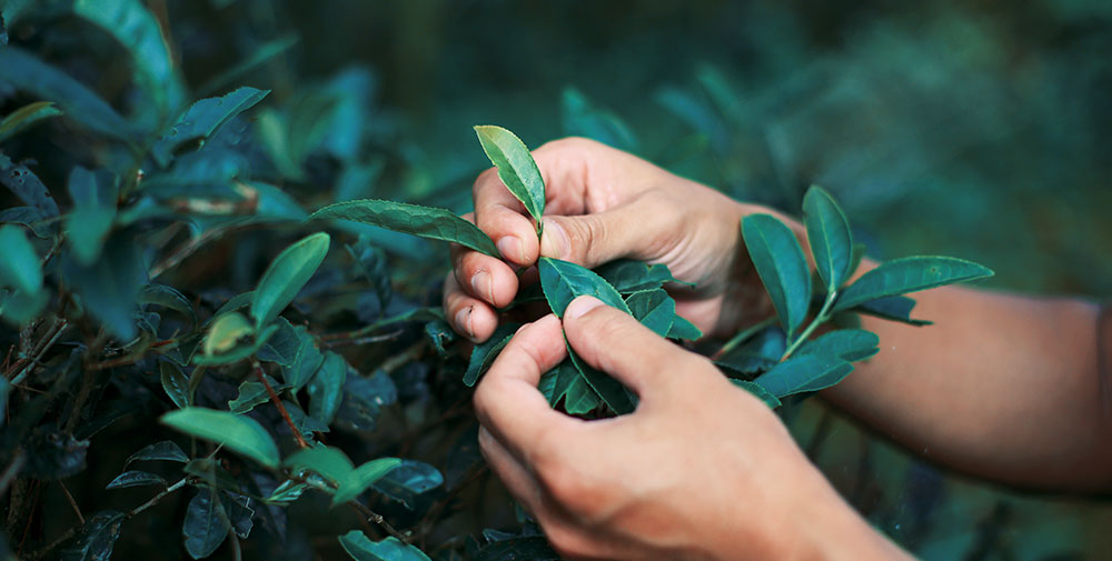 綠茶提取物